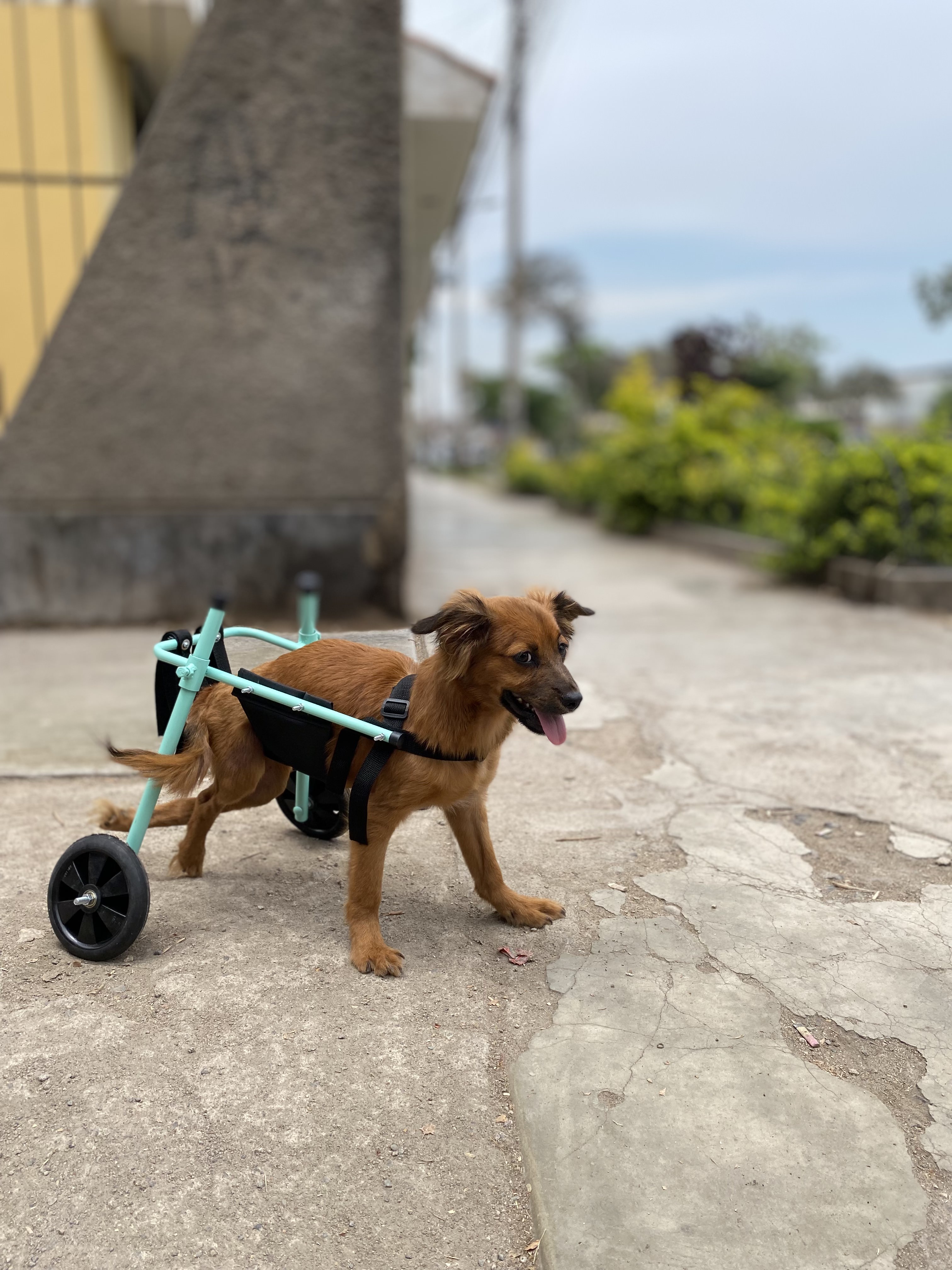 Mascota feliz con silla de ruedas