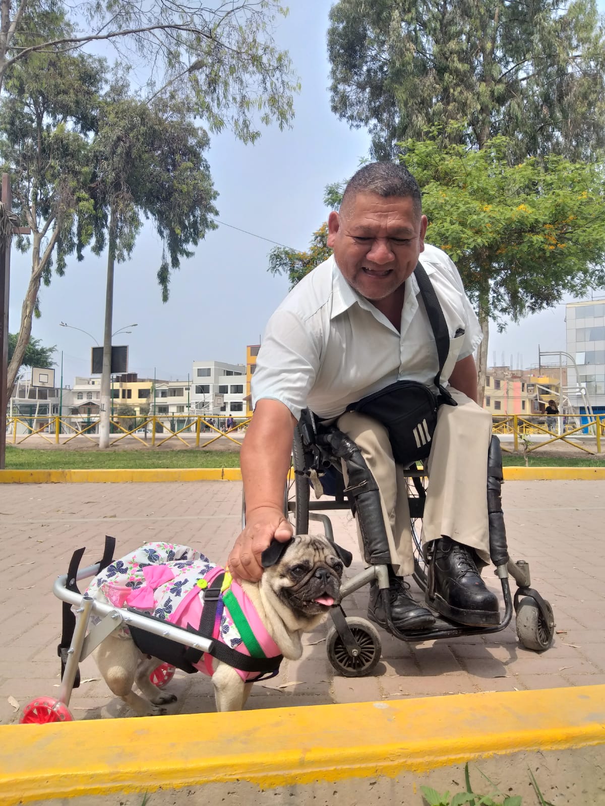 Mascota con silla de movilidad