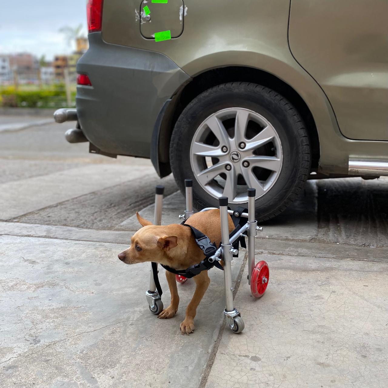 Silla de cuatro ruedas para mascota