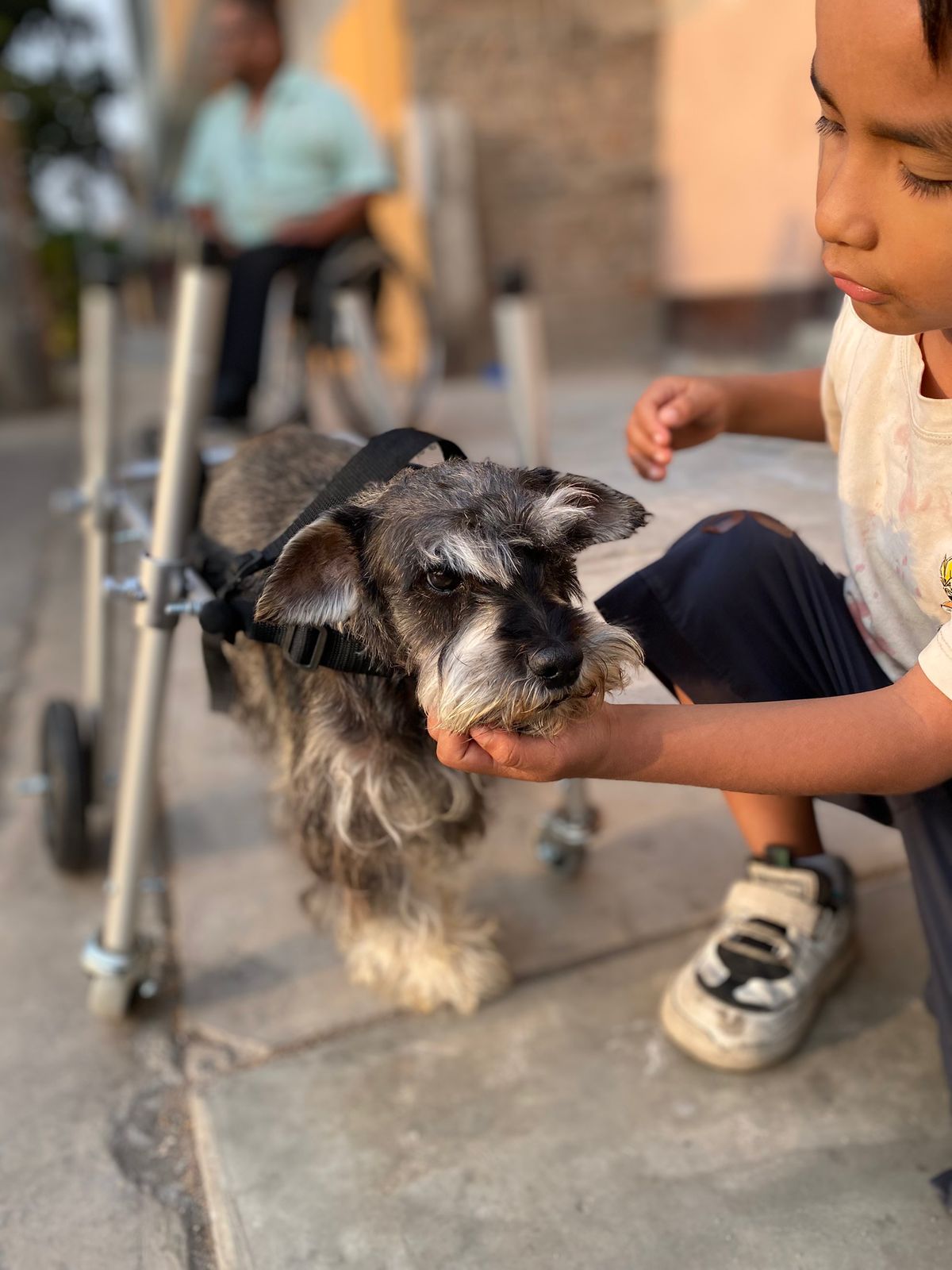 Silla todo terreno para mascota